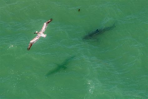 'Aggressive shark behavior' reported off San Mateo County coast